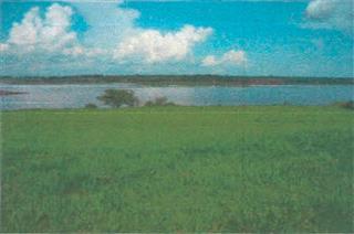 Lote 62